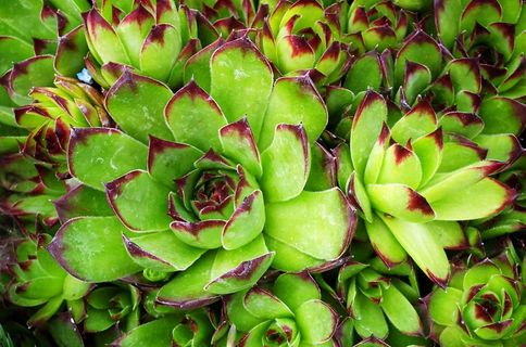 漂亮多肉植物图片 漂亮多肉植物图片