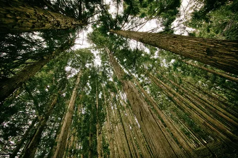 树林风景图片 树林风景图片