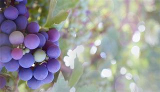 紫葡萄 水果海报 水果 水果图片