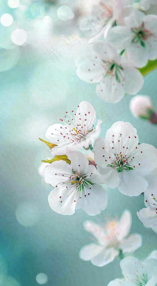春天白色的樱花花朵开满枝头立春惊蛰春分摄影图(816x1488)