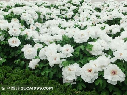 牡丹花海高清摄影图片