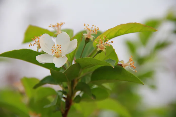春天绿叶白花微距