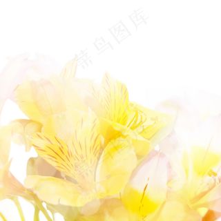 黄色鲜花图片素材