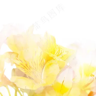 黄色鲜花图片素材