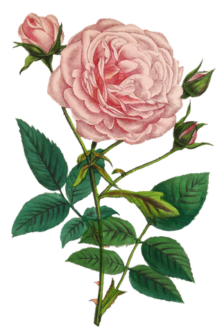 复古手绘植物花卉玫瑰花PNG免扣图案高清图片PS设计素材图