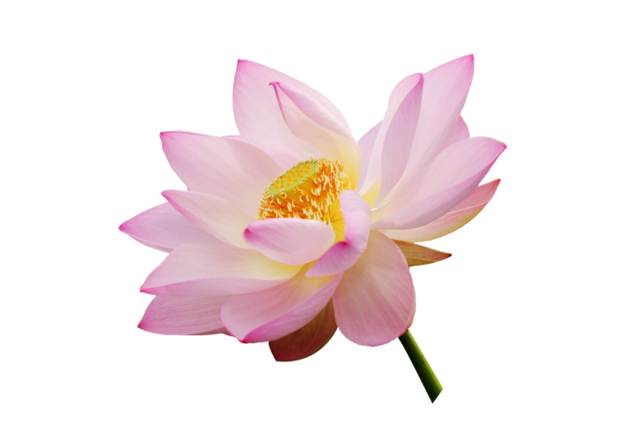 莲花  荷花  免抠