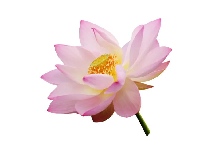 莲花  荷花  免抠