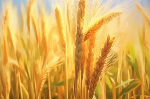金色小麦创意背景图