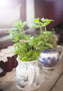 室内绿色植物盆栽图片 室内绿色植物盆栽图片