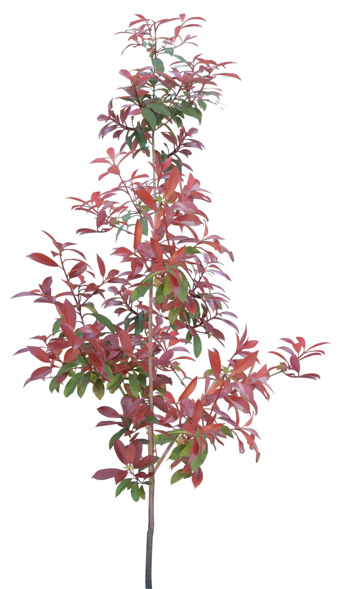 高清树木素材 免抠PSD植物素材 美术绘画园林贴图 树草灌木花草