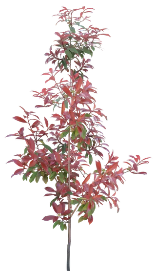 高清树木素材 免抠PSD植物素材 美术绘画园林贴图 树草灌木花草