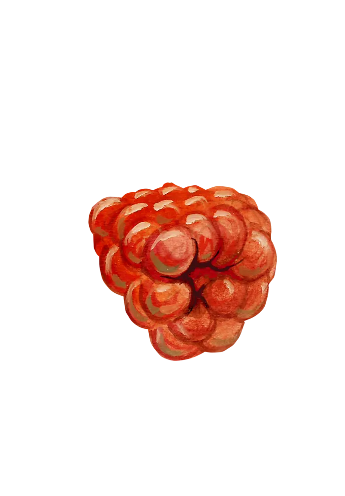 水果水彩画水果免扣素材