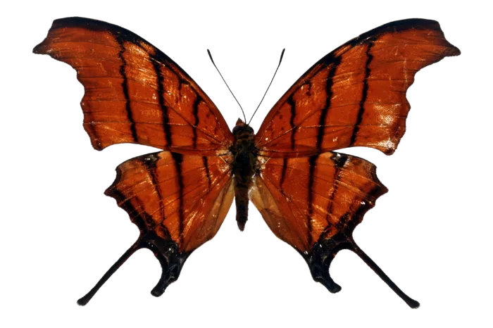 蝴蝶 彩蝶 花蝴蝶 动物 昆虫 免抠