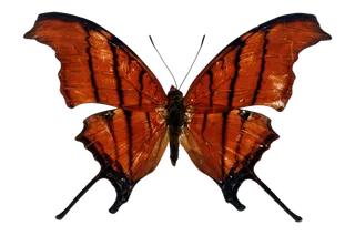 蝴蝶 彩蝶 花蝴蝶 动物 昆虫 免抠