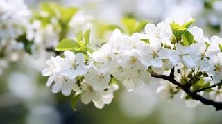 春天里盛开的李子树花摄影图