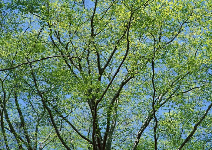 丛林之美 407