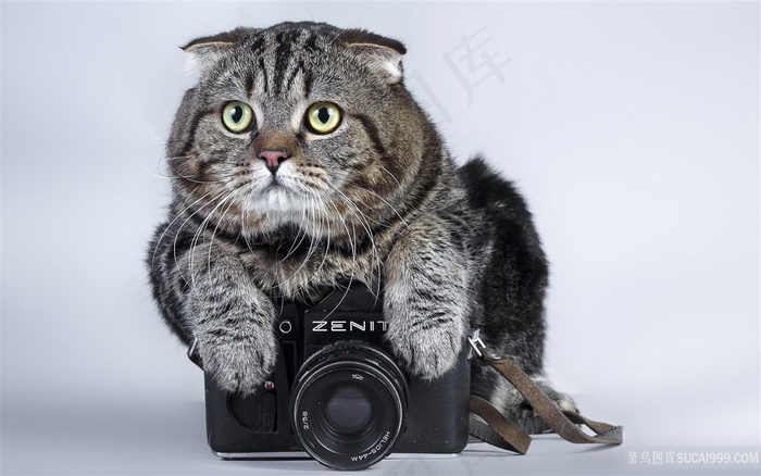 相机猫咪唯美壁纸