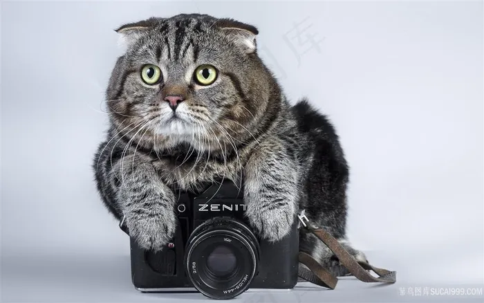 相机猫咪唯美壁纸