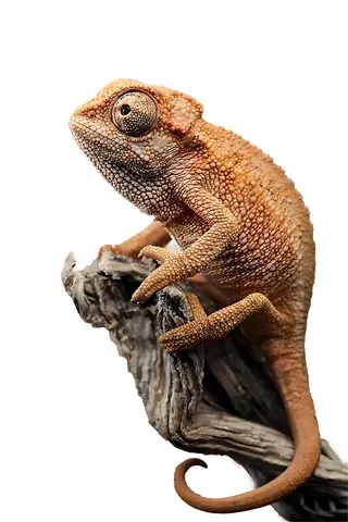 棕色变色龙免抠图