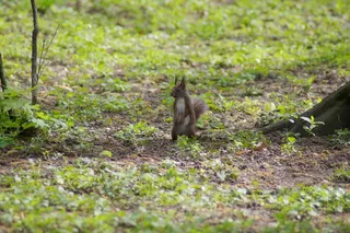 土拨鼠的可爱图片