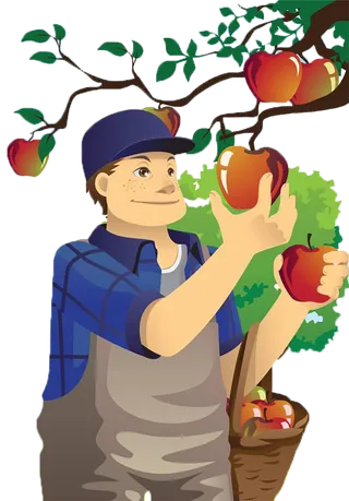 现代农业摘苹果