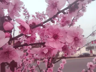 梅花 桃花 樱花