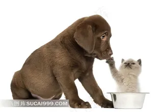 可爱猫狗图片素材