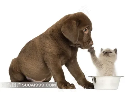 可爱猫狗图片素材 可爱猫狗图片素材