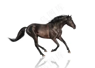 奔驰的骏马动物大图