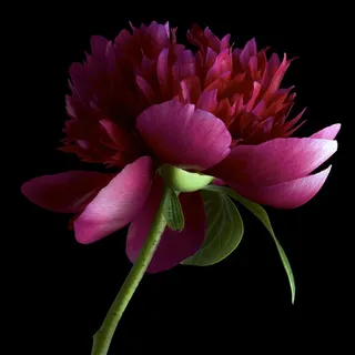 超高清唯美芍药鲜花图片