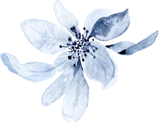 海军蓝金线水彩花卉素材