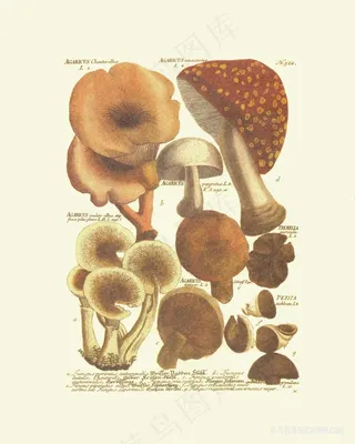 高清复古蘑菇艺术插画