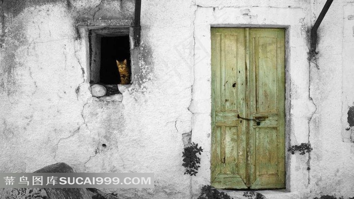 墙壁门和窗口的猫