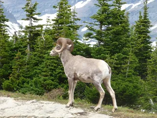 羊白羊牧场动物素材动物实拍