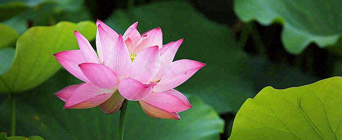 夏天荷花荷花池荷叶，处暑小暑大暑夏至立夏摄影图(1712x704)