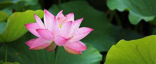 夏天荷花荷花池荷叶，处暑小暑大暑夏至立夏摄影图