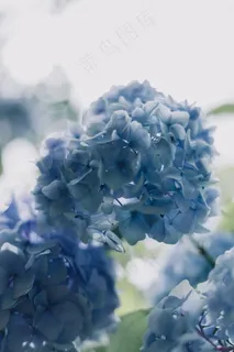 唯美蓝色绣球花图片 唯美蓝色绣球花图片