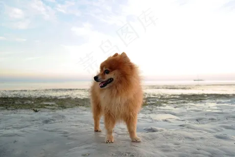 迷你博美犬图片 迷你博美犬图片