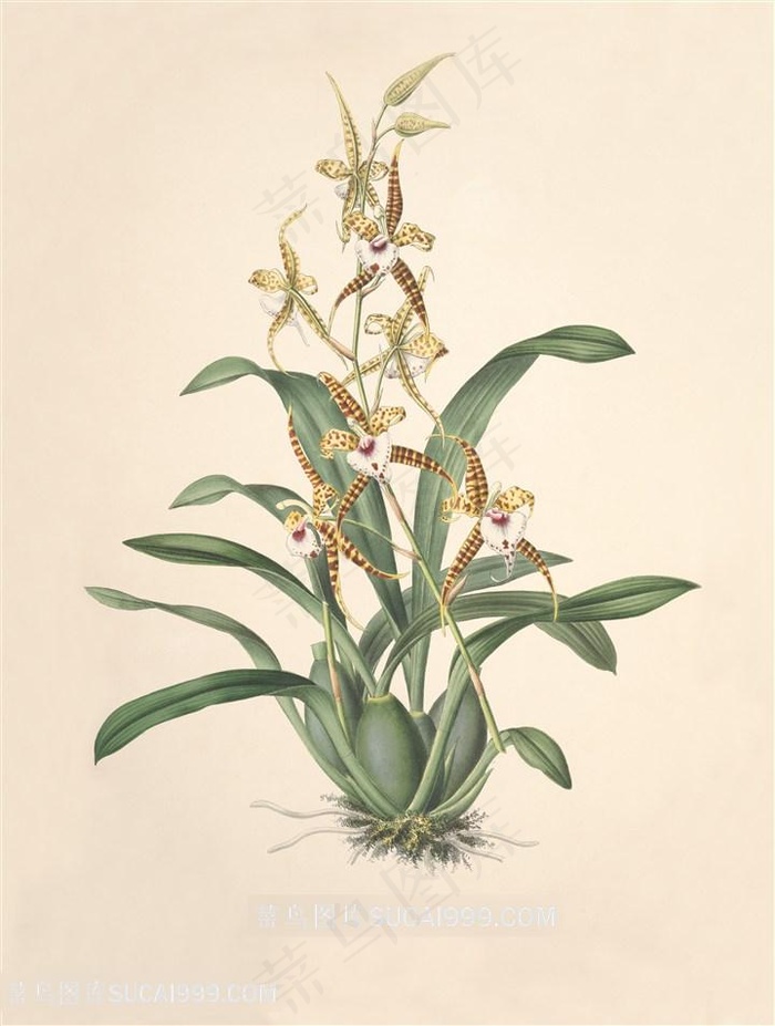 唯美复古兰花装饰画插画