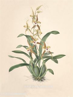 唯美复古兰花装饰画插画