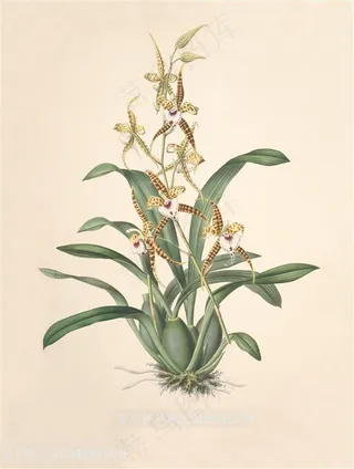 唯美复古兰花装饰画插画