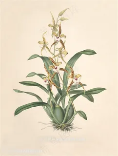唯美复古兰花装饰画插画 唯美复古兰花装饰画插画
