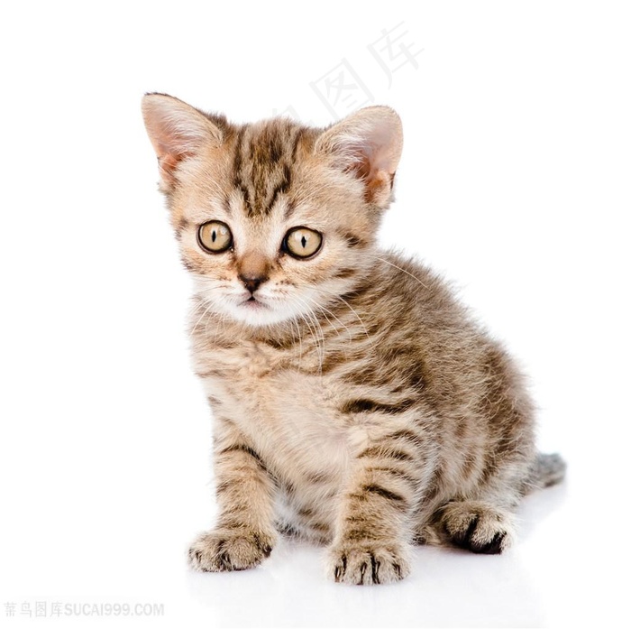 可爱的猫高清猫咪图片