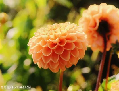 唯美淡橘色大丽花鲜花图片