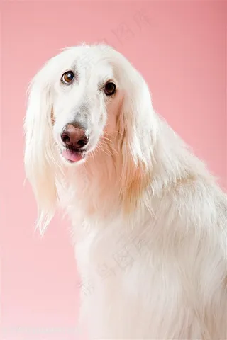 高清可爱阿富汗猎犬狗狗图片