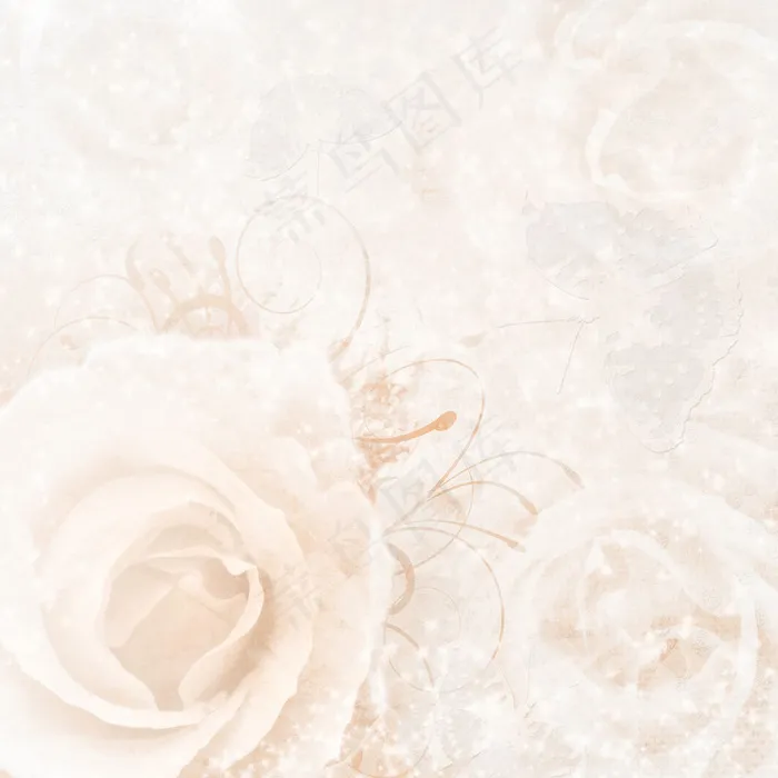 玫瑰花桌面背景图片