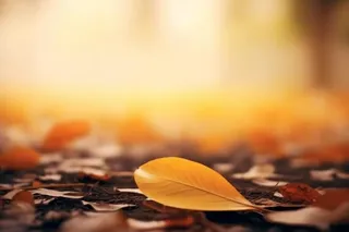 落叶棕黄色大气背景