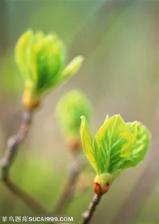 树木树叶-枝头嫩芽特写 树木树叶-枝头嫩芽特写