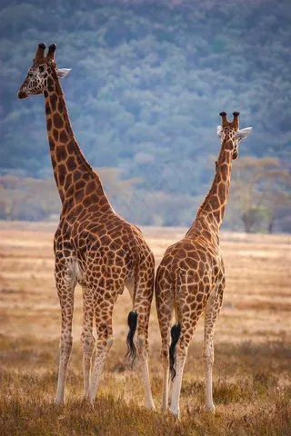 看着远处的两头长颈鹿摄影高清图片动物大全