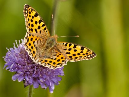 鲜花上的蝴蝶图片下载